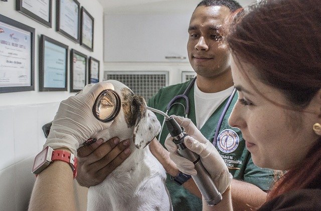 Llevar a tu gato al veterinario